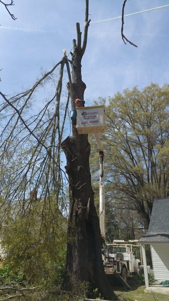 Public-listing photograph 5: tree-work equipment, crew or fallen-tree scene; ownership unverified